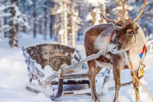 Tour image of Reindeer Sled Ride and Farm Visit in Levi