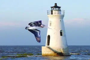 Tour image of Savannah to Tybee Island with Dolphin Cruise