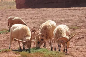 Tour image of 3.5 Hours of Monument Valley's Cultural 4×4 Tour