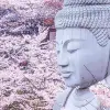 Image of Cherry Blossom