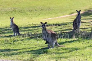 Image of Australia