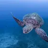 Image of Scuba Diving