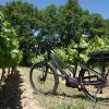 Image of Bike Rentals