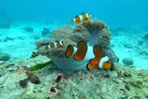 Tour image of Koh Lanta: 4 Islands Tour by Speedboat with Snorkeling