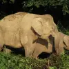 Image of Safaris