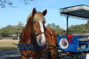 Tour image of #1 Historical Horse Drawn Carriage Tour