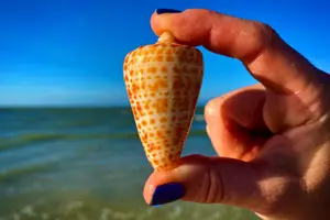 Tour image of 10K Islands Private Shelling Tour