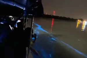 Tour image of Amazing Fireflies With Blue Tears Watching & Kuala Selangor Tour
