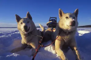 Tour image of Husky Sledding Self-Drive Adventure in Tromso