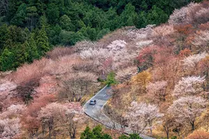Tour image of Historic and Natural Guided Hike in Yoshino