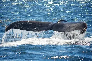 Tour image of 'Imiloa Express Whale Watch and Cocktail Tour