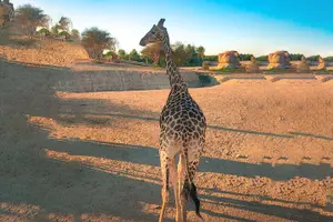 Tour image of Skip the Line: Al Ain Zoo & Entry Ticket to Al Ain Wildlife Park & Resort