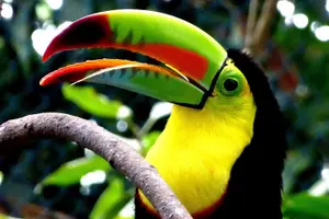 Tour image of Guanacaste Rainforest Safari with Meal