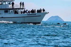 Tour image of San Diego Whale Watching & Dolphin Cruise