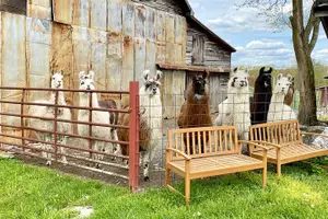 Tour image of Farm Tour at Clover Brooke Llama/Alpaca/Goat Farm