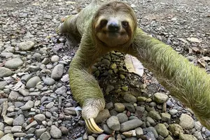 Tour image of Manuel Antonio National Park Guided Tour