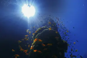 Tour image of 3-Day Open Water Scuba Diving Course in Aqaba