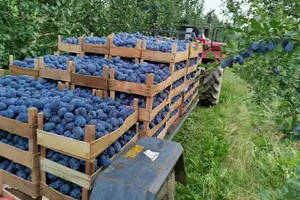 Tour image of Private Wine Tasting Tour in Klimestani