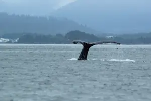 Tour image of Sitka Sound Marine Wildlife Tour