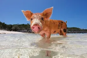 Tour image of 3 Islands Tour, Swim with Pigs, Turtles, Snorkelling & lunch