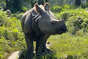 Tour image of Jungle Towernight Stay: 4-Day Tour in Chitwan National Park