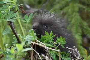Tour image of Rainforest & Waterfalls Trek