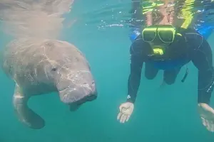 Tour image of Semi-Private Manatee Swim Tour With Guide (Photos Included)