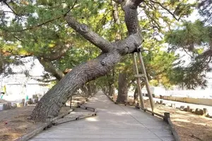 Tour image of Kunozan Toshogu Shrine to Miho Matsubara / V-G
