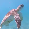 Image of Wildlife Watching