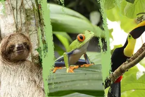 Tour image of Sloth Watching Trail