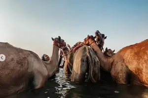 Tour image of Swimming with Race Camels Experience