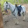 Image of Horseback Riding