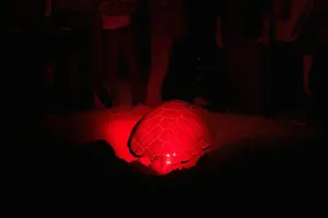 Tour image of Night Adventure (The fascinating spawning of turtles)