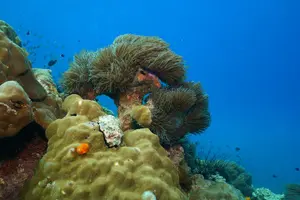 Tour image of Full Day Snorkeling Course in Koh Chang with Lunch