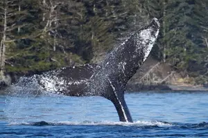 Tour image of A Comfortable Sitka Whale Watching Wildlife Shore Excursion