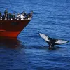 Image of Whale Watching
