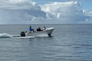Tour image of Sesimbra Observation of Dolphins with Biologist in Marine Park