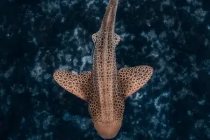 Image of Australia