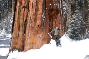 Tour image of Yosemite Valley Discovery Walk