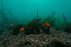 Tour image of La Jolla Snorkel with the Leopard Sharks