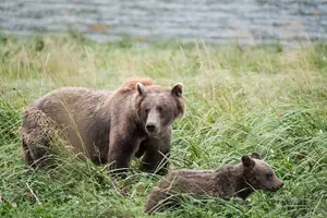 Tour image of 4 hours Chilkoot Lake Nature and Wildlife Viewing