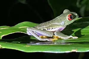 Tour image of Turtle spawning in Tortuguero