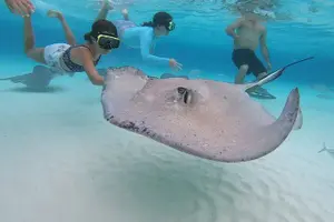 Tour image of Private Charter 34ft Express Cruiser Stingay City Reef Snorkeling