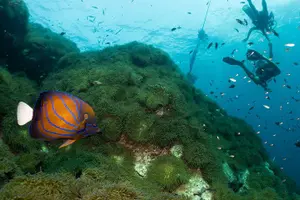 Tour image of Open Water Course - Become certified diver in 3 days