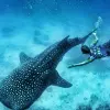 Image of Wildlife Encounters