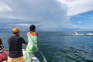 Tour image of Private Whale Watching Tour – 27ft Proline | Pearl Islands