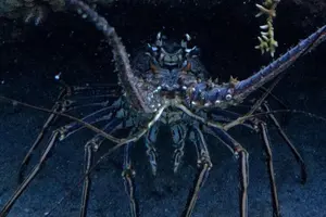 Tour image of DiveCarib - An Eco-Friendly Certified Diver Trip in Antigua