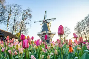 Tour image of Keukenhof Gardens & Tulip Experience Tour from Amsterdam