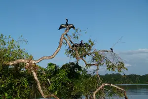 Tour image of Canoe tour in Tortuguero National Park