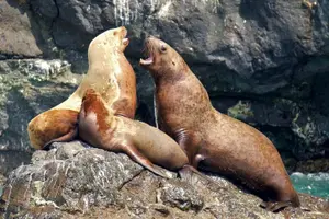 Tour image of Full-Day Kenai Fjords National Park Cruise